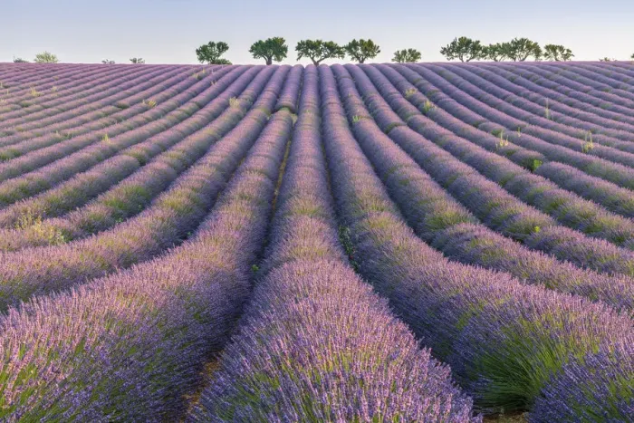 Framed Print : Lavender rows, Plateau de Valensole, Alpes-de-Haute-Provence, Provence-Alpes-Cote d Azur Framed Print : Lavender rows, Plateau de Valensole, Alpes-de-Haute-Provence, Provence-Alpes-Cote d Azur