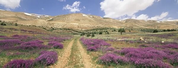 Lavender and spring flowers on road from the Bekaa