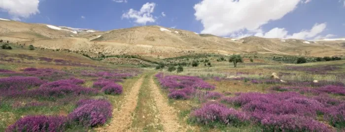 Framed Print : Lavender and spring flowers on road from the Bekaa Framed Print : Lavender and spring flowers on road from the Bekaa