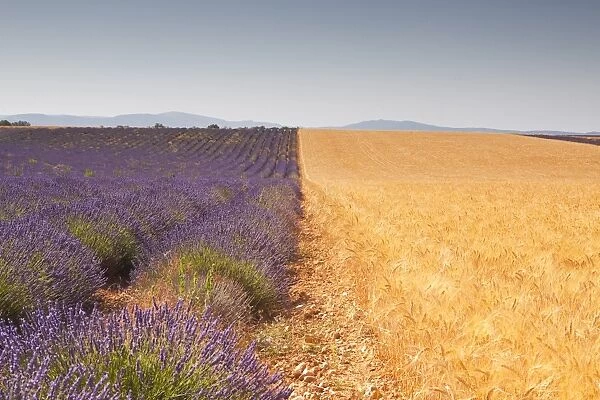 Lavender and wheat growing side by side on the Plateau de Valensole in Provence, France, Europe