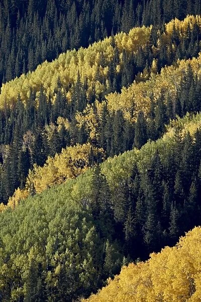 Layers of yellow aspen and evergreen in the fall, White River National Forest