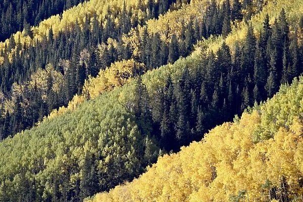 Layers of yellow aspen and evergreen in the fall, White River National Forest