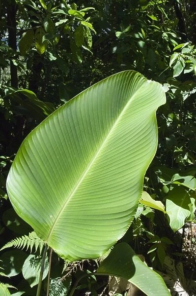 Leaf, Arenal area, Costa Rica, Central America