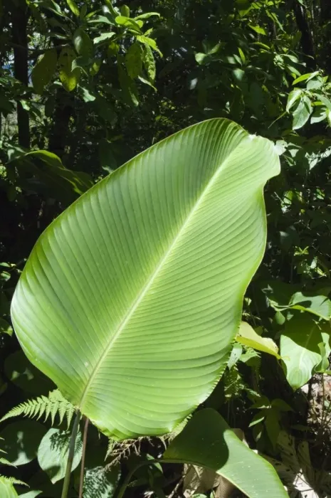 Framed Print : Leaf, Arenal area, Costa Rica, Central America Framed Print : Leaf, Arenal area, Costa Rica, Central America