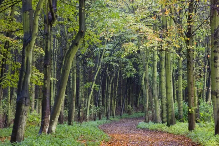 Framed Print : Leaf-covered path through beech woodland in autumn, Alnwick, Northumberland Framed Print : Leaf-covered path through beech woodland in autumn, Alnwick, Northumberland