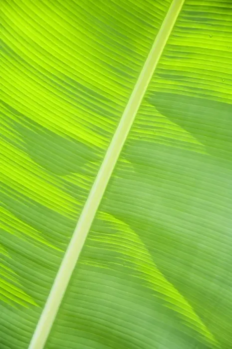 Framed Print : Leaf in rainforset, Tortuguero National Park, Costa Rica Framed Print : Leaf in rainforset, Tortuguero National Park, Costa Rica