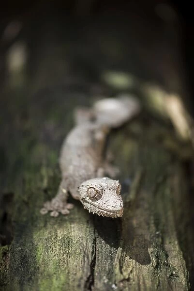 Leaf-tailed gecko (Baweng Satanic leaf gecko) (Uroplatus phantasticus), endemic to Madagascar