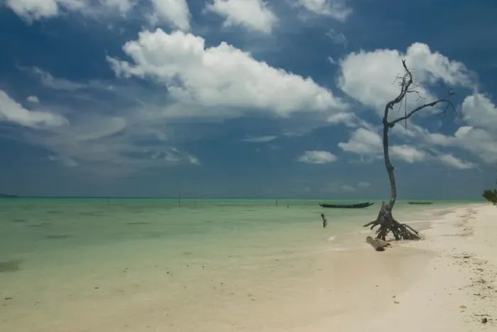 Framed Print : Leafless tree on a beautiful deserted beach, Havelock Island, Andaman Islands Framed Print : Leafless tree on a beautiful deserted beach, Havelock Island, Andaman Islands