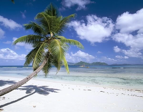 Leaning palm tree and beach