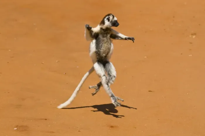 Framed Print : Leaping verreauxi lemur (Verreauxs Sifaka), Berenty Private Reserve Framed Print : Leaping verreauxi lemur (Verreauxs Sifaka), Berenty Private Reserve