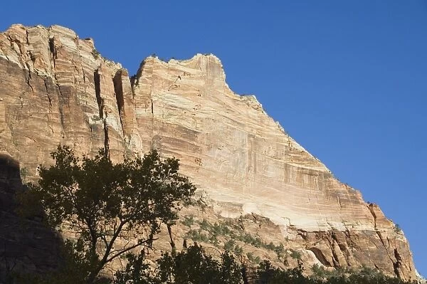 _LEF4809. Zion National Park, Utah, United States of America, North America