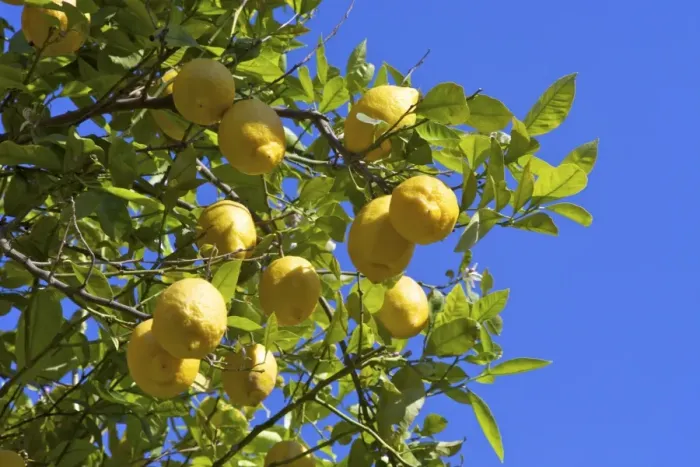 Framed Print : Lemons growing on tree in grove, Sorrento, Campania, Italy, Europe Framed Print : Lemons growing on tree in grove, Sorrento, Campania, Italy, Europe