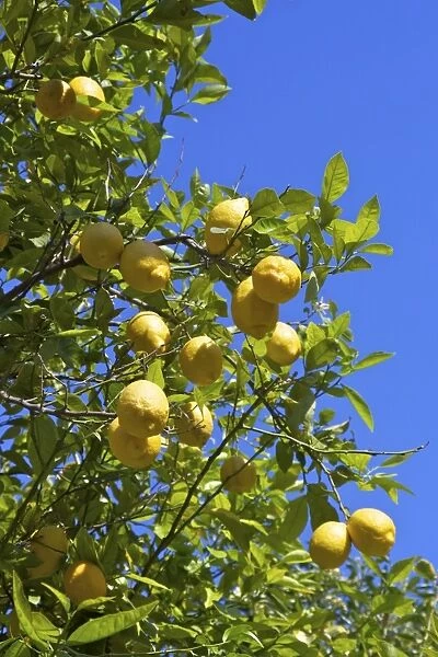 Lemons growing on tree in grove, Sorrento, Campania, Italy, Europe