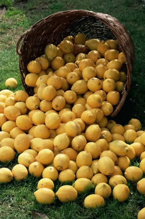Framed Print : Lemons spilling from a basket, Lemon Festival, Menton, Alpes Maritimes Framed Print : Lemons spilling from a basket, Lemon Festival, Menton, Alpes Maritimes