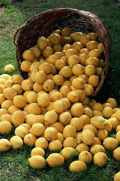 Lemons spilling from a basket, Lemon Festival, Menton, Alpes Maritimes
