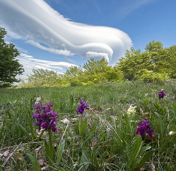 Lenticular clouds and wild orchids on Cusna mountain, Cusna mountain, Appenines