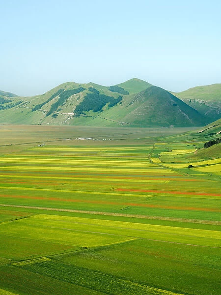Lentil fields in Castelluccio di Norcia during the high season, Umbria, Italy, Europe