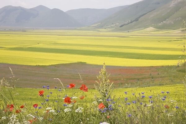 Lentil fields, Highland of Castelluccio di Norcia, Norcia, Umbria, Italy, Europe