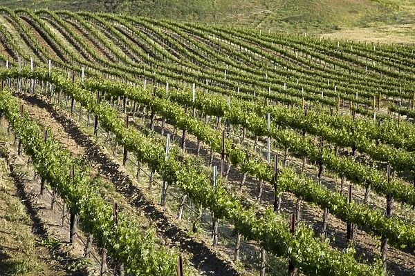 Leonesse Winery, Temecula, California, United States of America, North America