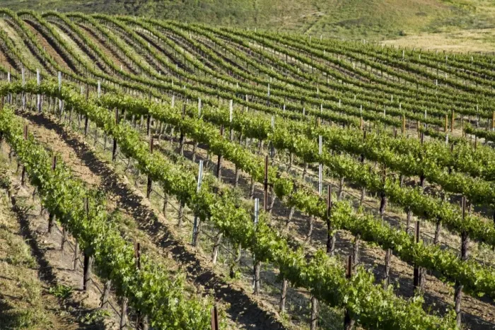 Framed Print : Leonesse Winery, Temecula, California, United States of America, North America Framed Print : Leonesse Winery, Temecula, California, United States of America, North America