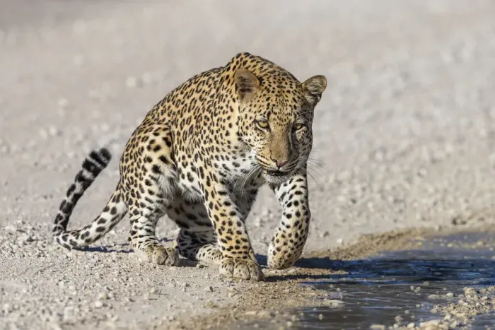 Framed Print : Leopard male (Panthera pardus) at puddle after rain, Kgalagadi Transfrontier Park, Northern Cape, South Africa, Africa Framed Print : Leopard male (Panthera pardus) at puddle after rain, Kgalagadi Transfrontier Park, Northern Cape, South Africa, Africa