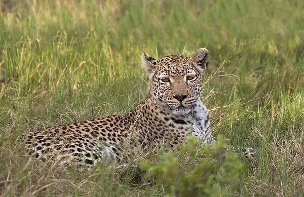 Leopard, Okavango Delta, Botswana, Africa localized adjustment on leopards face  /  eyes to make it pop, global curves adjustment to increase contrast