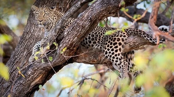 Leopard, Okavango Delta, Botswana, Africa