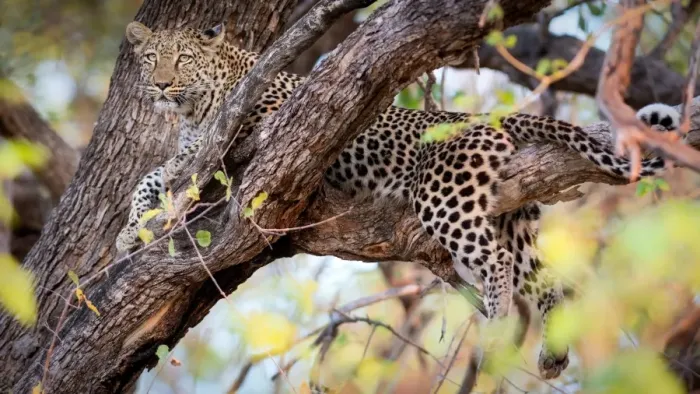 Framed Print : Leopard, Okavango Delta, Botswana, Africa Framed Print : Leopard, Okavango Delta, Botswana, Africa