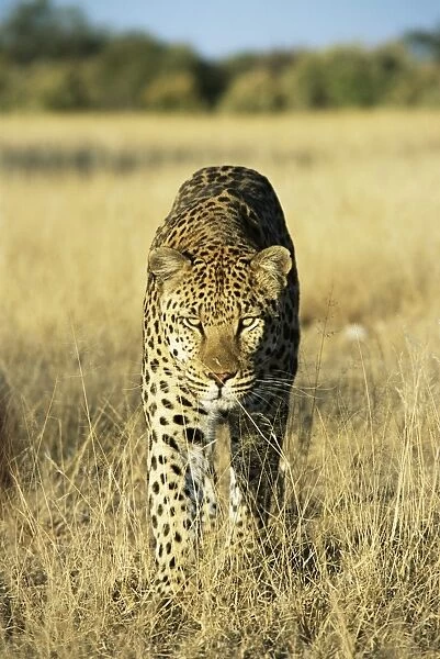 Leopard, Panthera Pardus