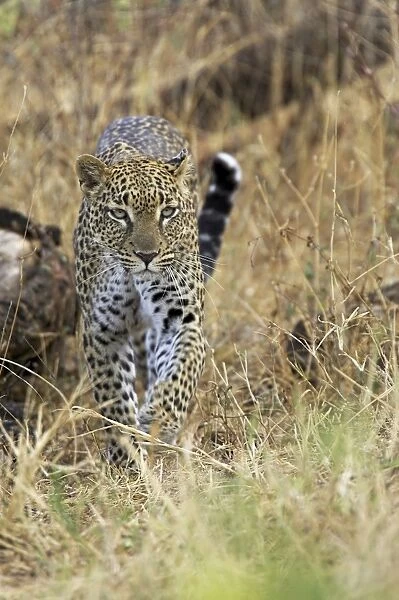Leopard (Panthera pardus) approaching