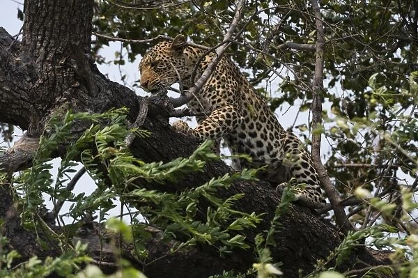 Leopard (Panthera pardus), Chobe National Park, Botswana, Africa