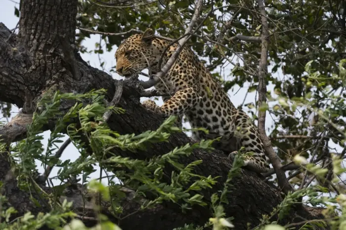 Framed Print : Leopard (Panthera pardus), Chobe National Park, Botswana, Africa