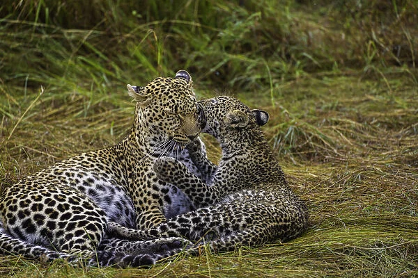 A Leopard (Panthera pardus) and cub in the Msai Mara National Reserve, Kenya
