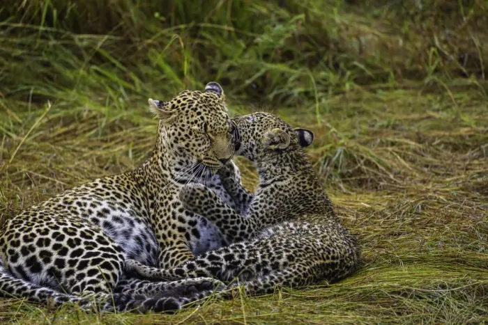 Framed Print : A Leopard (Panthera pardus) and cub in the Msai Mara National Reserve, Kenya Framed Print : A Leopard (Panthera pardus) and cub in the Msai Mara National Reserve, Kenya