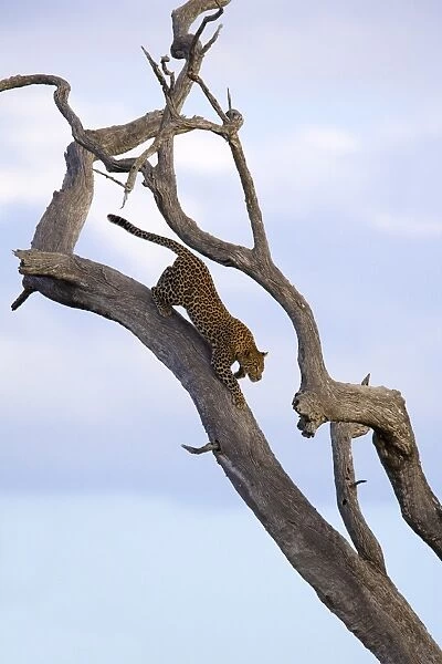 Leopard (Panthera pardus) in dead tree, Kruger National Park, Mpumalanga