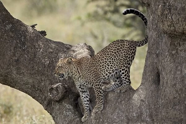 Leopard (Panthera pardus) descending from a tree, Serengeti National Park