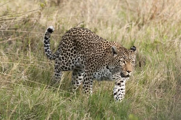 Leopard (Panthera pardus), Khwai Concession Area, Okavango Delta, Botswana, Africa