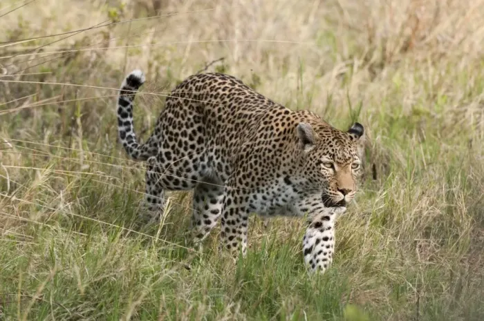 Framed Print : Leopard (Panthera pardus), Khwai Concession Area, Okavango Delta, Botswana, Africa Framed Print : Leopard (Panthera pardus), Khwai Concession Area, Okavango Delta, Botswana, Africa