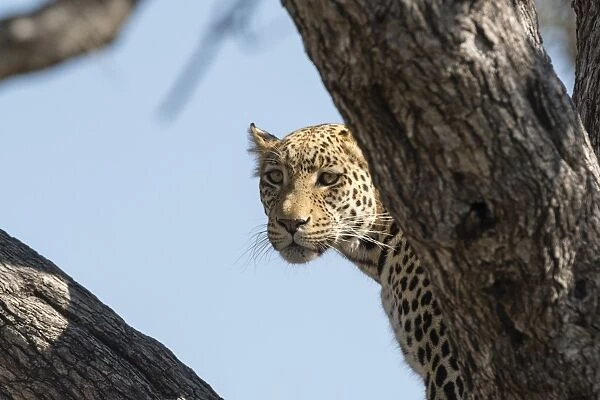 Leopard (Panthera pardus), Khwai Conservation Area, Okavango Delta, Botswana, Africa