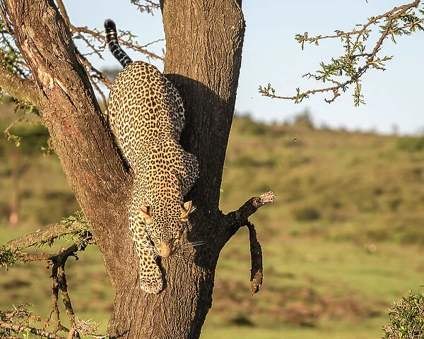Leopard (Panthera Pardus), Maasai Mara, Mara North, Kenya, East Africa, Africa