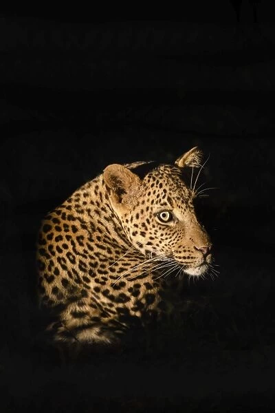 Leopard (Panthera pardus), Madikwe Game Reserve, South Africa, Africa