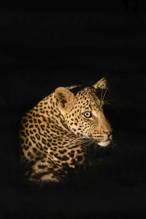 Framed Print : Leopard (Panthera pardus), Madikwe Game Reserve, South Africa, Africa