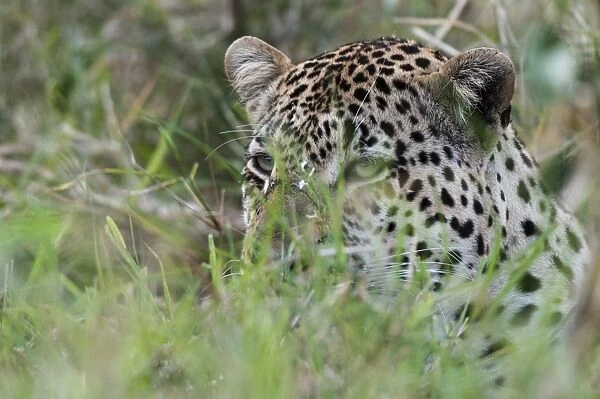 Leopard (Panthera pardus), Mala Mala Game Reserve, South Africa, Africa