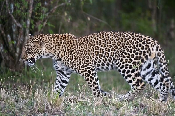 Leopard (Panthera pardus), Masai Mara, Kenya, East Africa, Africa