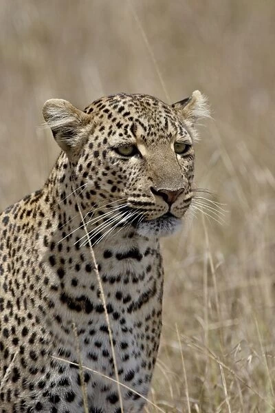 Leopard (Panthera pardus), Masai Mara National Reserve, Kenya, East Africa, Africa