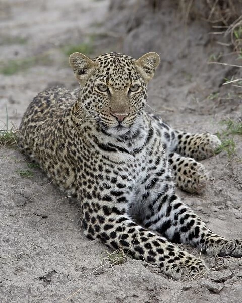 Leopard (Panthera pardus), Masai Mara National Reserve, Kenya, East Africa, Africa