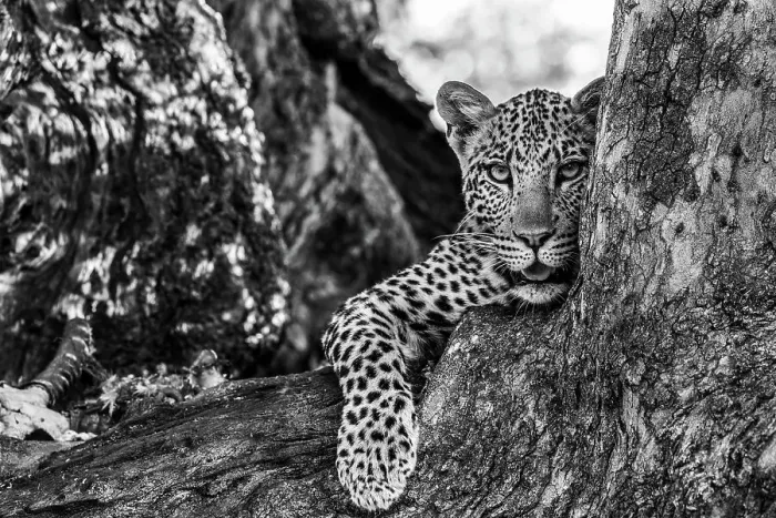 Framed Print : Leopard (Panthera pardus), Mashatu Game Reserve, Botswana, Africa Framed Print : Leopard (Panthera pardus), Mashatu Game Reserve, Botswana, Africa