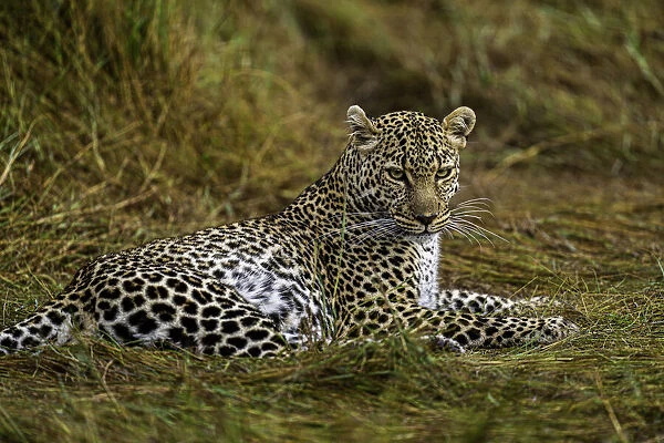 A Leopard (Panthera pardus) in the Msai Mara National Reserve, Kenya, East Africa