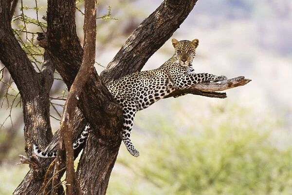 A leopard (Panthera pardus) rests on a tree, Samburu National Reserve, Kenya, East Africa