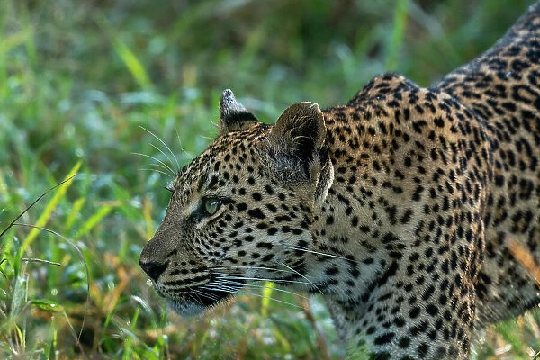 Leopard (Panthera pardus), Sabi Sands Game Reserve, South Africa, Africa